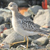 Buff-breasted Sandpiper